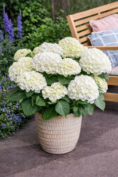 Гортензія Вуду в контейнері